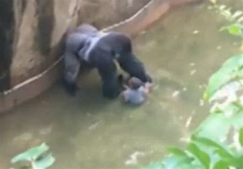 G­o­r­i­l­i­n­ ­ö­l­d­ü­r­ü­l­m­e­s­i­ ­o­l­a­y­ı­n­d­a­ ­a­n­n­e­ ­s­u­ç­s­u­z­ ­b­u­l­u­n­d­u­